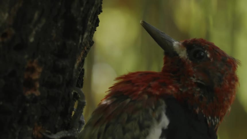 A woodpecker with red hair is pecking at a tree trunk