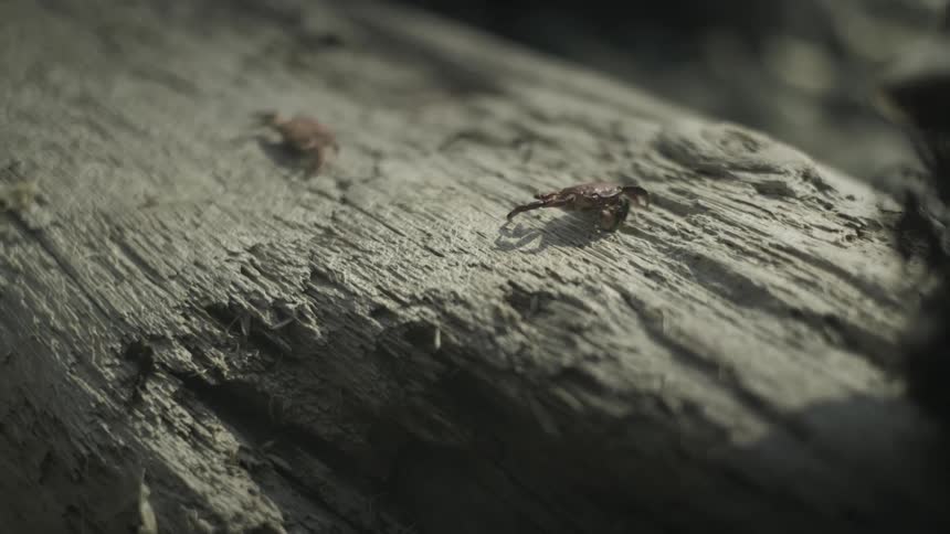 Two small animals perch on bleached textured wood