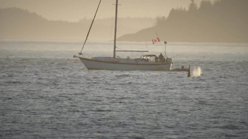 A sailboat flies the canadian flag as an Orca fin emerges from the misty ocean waters at sunset