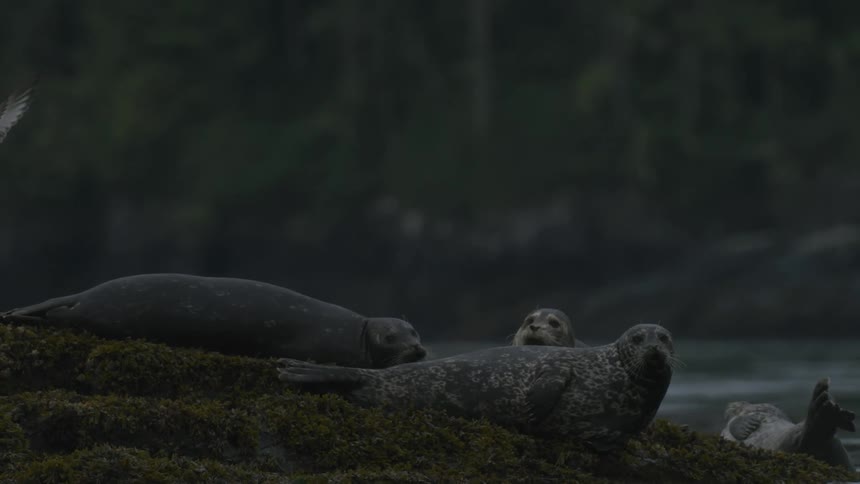 View of marine seals resting on a rock with a bird flying above