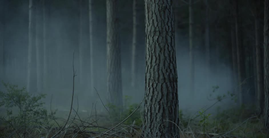 Tall trees and fog in a forest