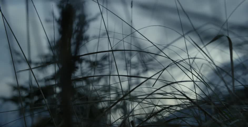 Looking through tall grass at a tree