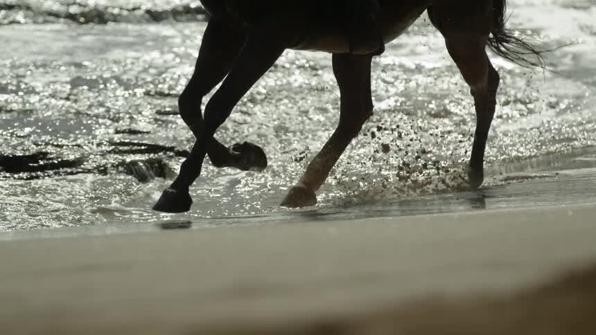 A horse is running on the sand of a beach