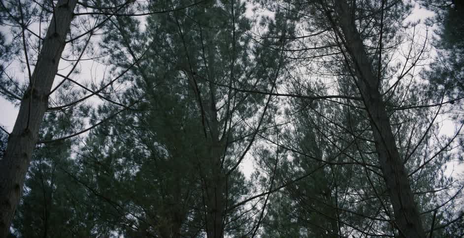 Looking up at tall trees in a forest