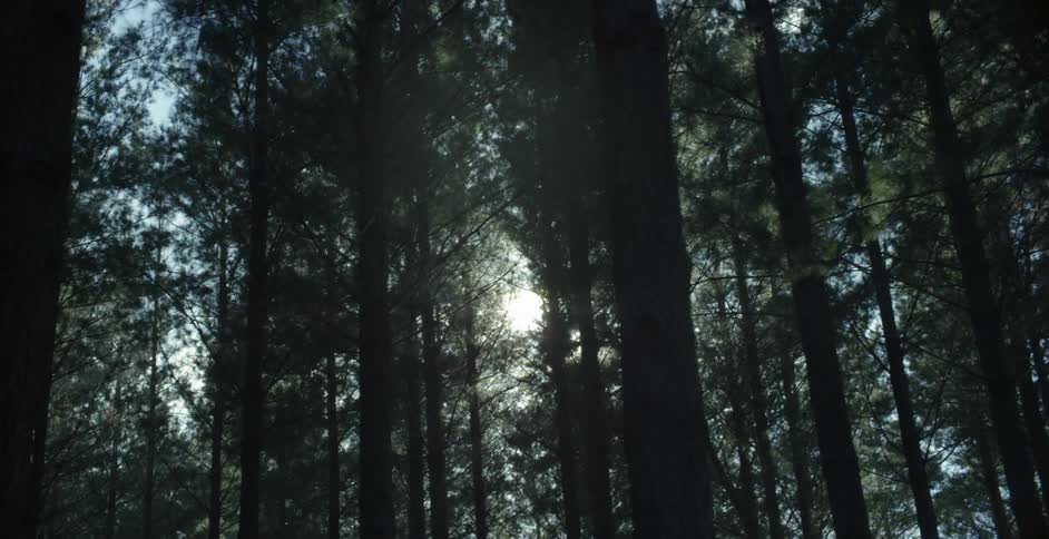 Sun filters through a group of tall trees