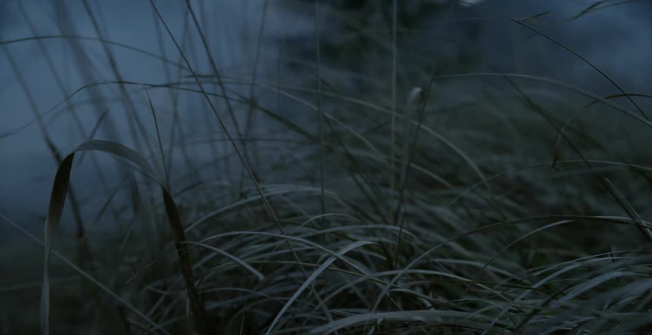 The wind is blowing this tall grass