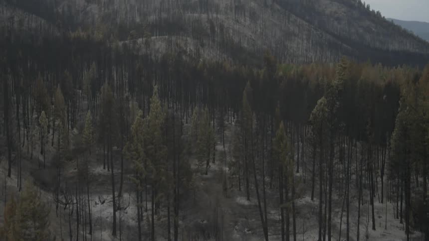 Tilt up reveal from charred ground to a burnt and destroyed mountainside forest