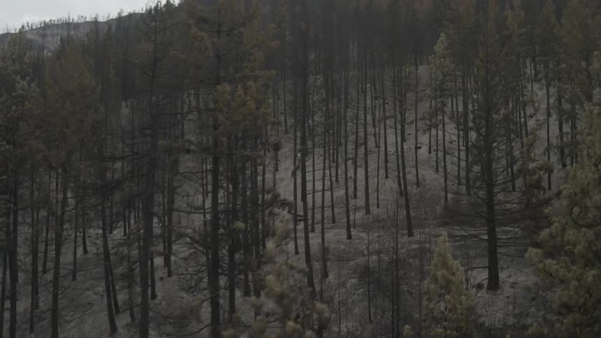 A desolate landscape of burnt and charred trees rise from an ash covered forest floor