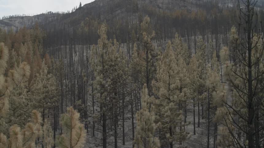 Flying through the tree tops of a partially burned pine forest