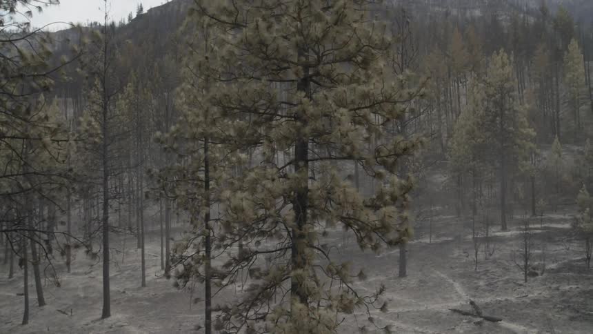 Slow traverse past burnt and blackened trees along an ash covered hillside