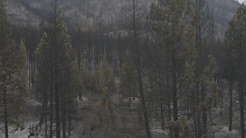 A scorched mountain landscape in the aftermath of a wildfire