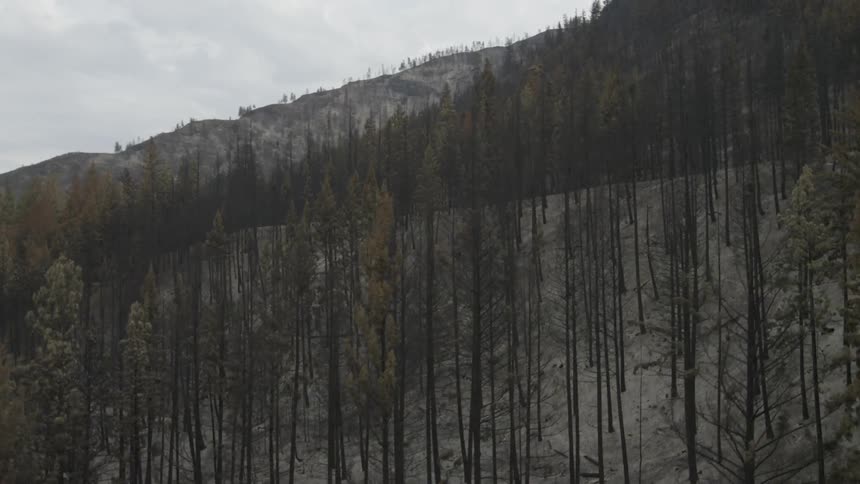 Ascending past the scorched remains of trees after a hillside forest fire