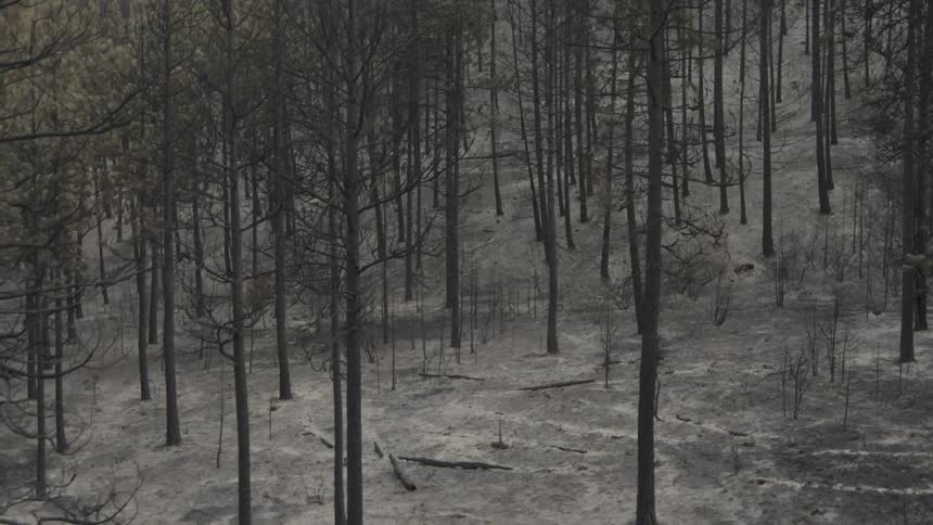 Descent into a fire damaged forest covered in ash