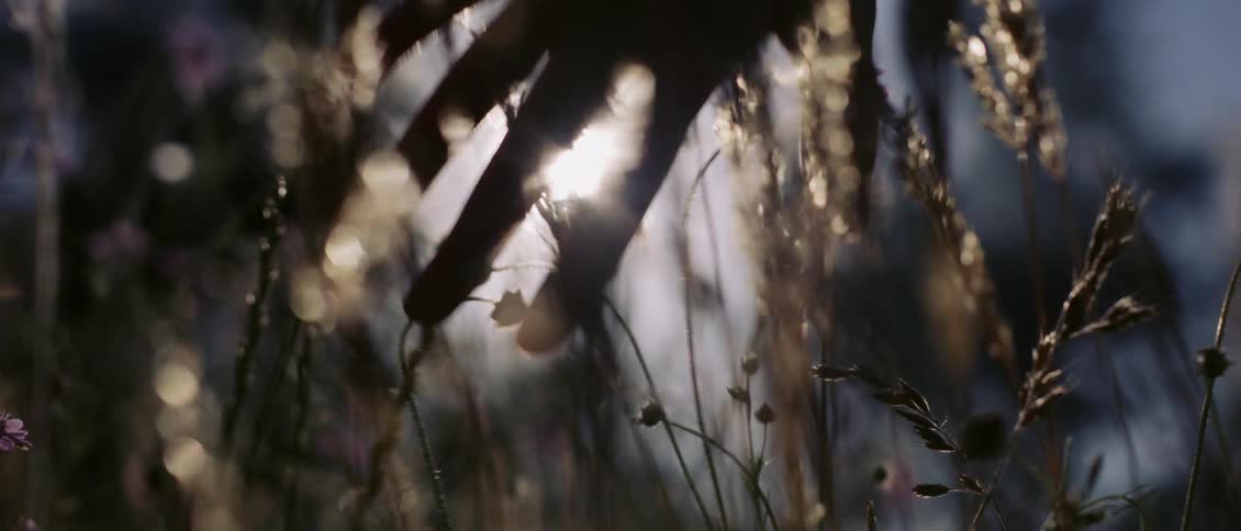 A hand moves through plants and weeds moving in the breeze as the sun shines brightly in the distance