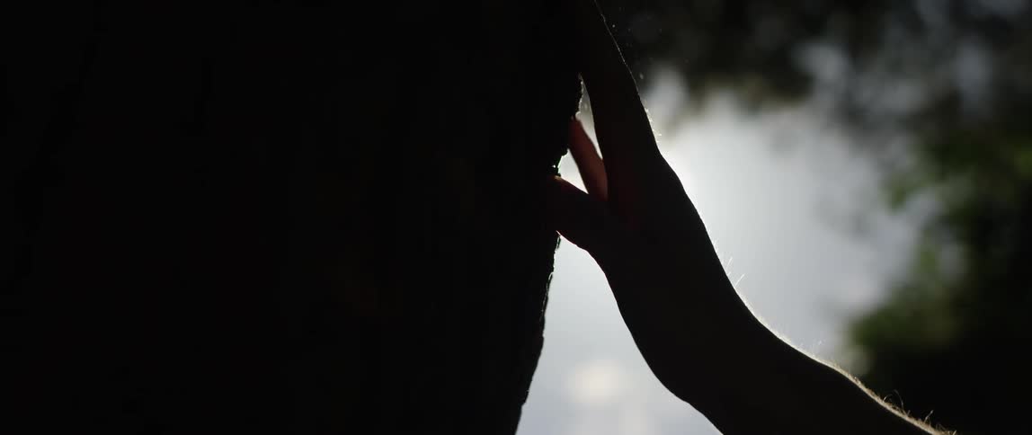 A persons hand touching a tree trunk and sunlight in the sky