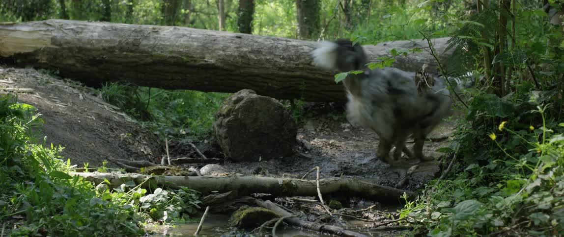 A dog leaps across a stream in the woods near a fallen tree
