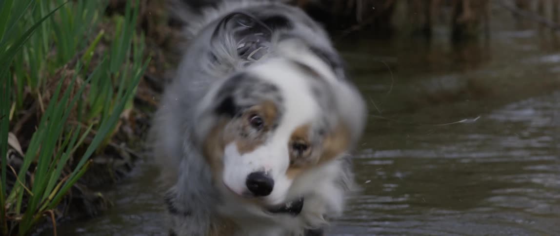 A dog is standing in a stream shaking the water from its fur