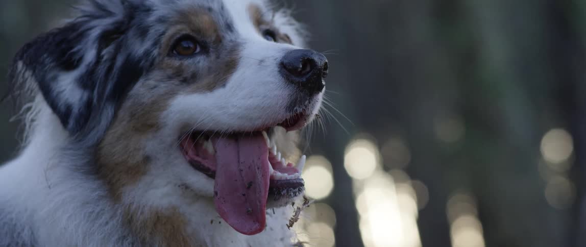 An australian shepherd with his tongue hanging out of his mouth happy and tired from playing outside