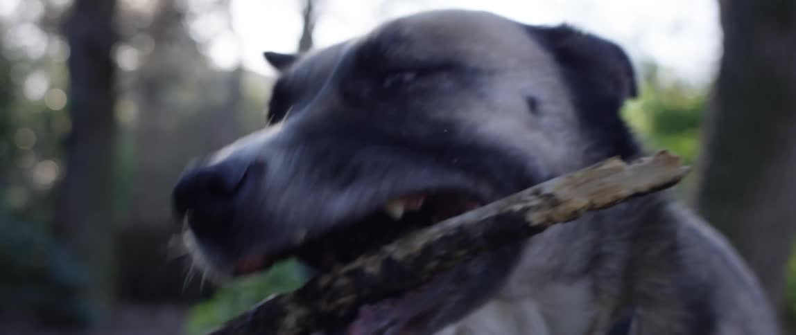 Dog with blue eyes biting a stick