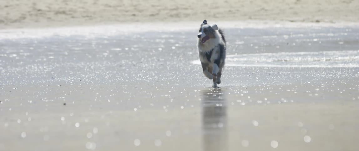 A dog is running in the water along the coast at the beach as it rains