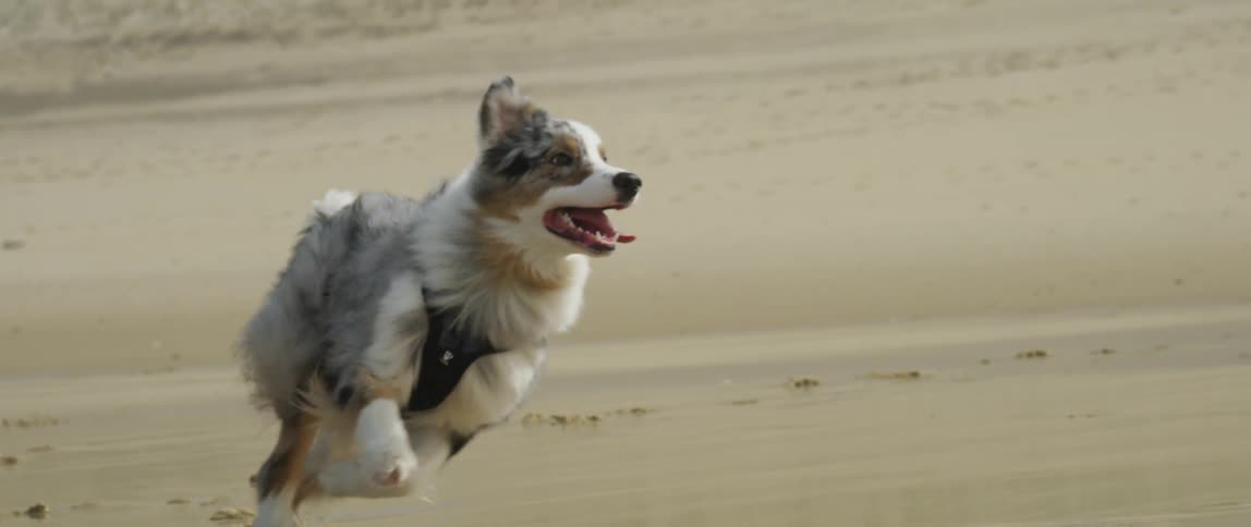 Dog running on the beach