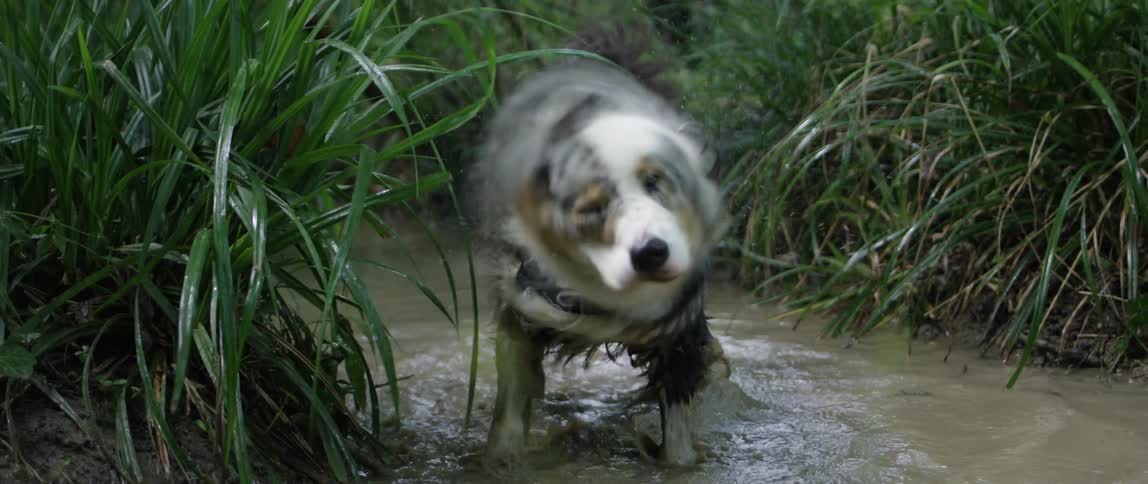 A dog is standing in a stream shaking the water from its fur