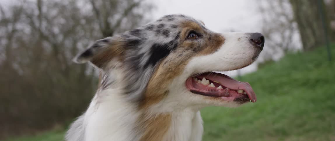 Closeup of a dog with its mouth open in a natural setting