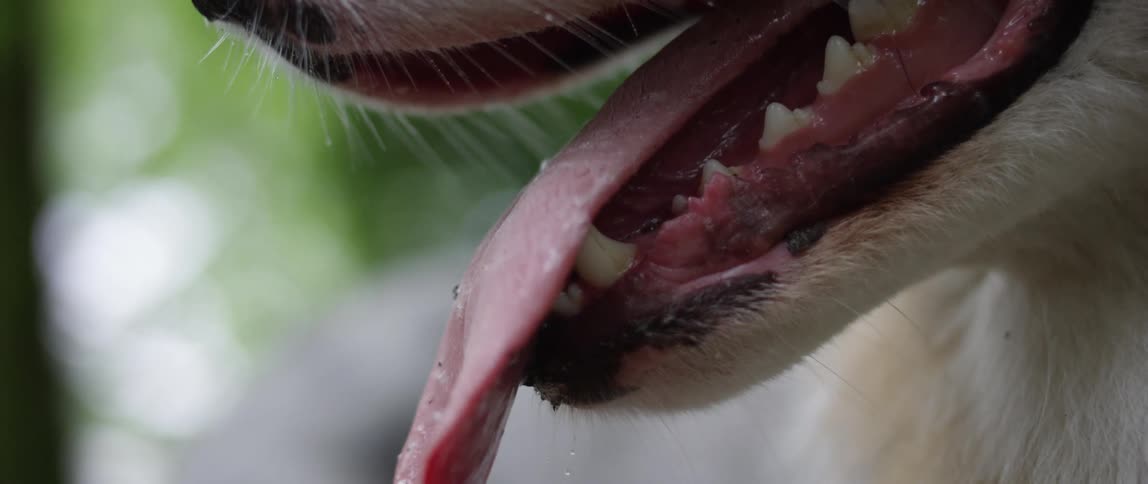 A close up clip of a dog in the forest