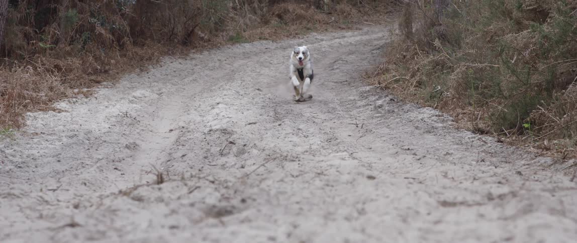 A dog running on a sandy road at midday