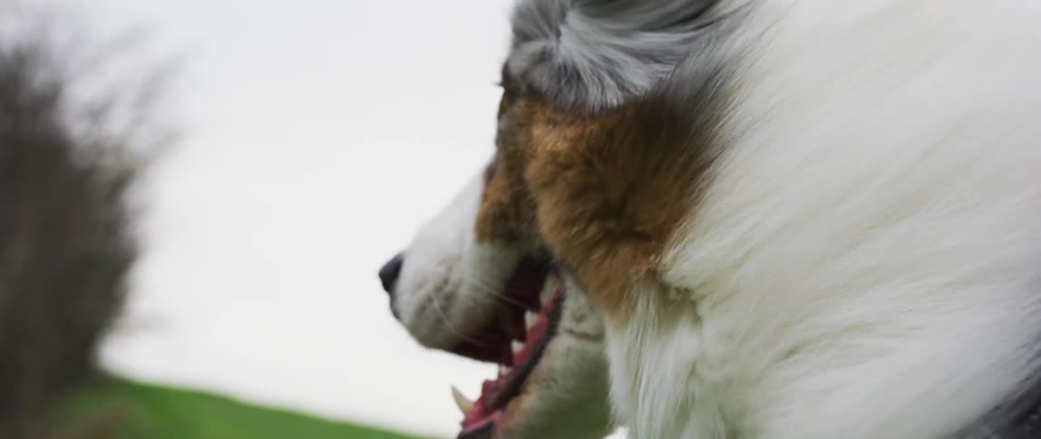 Dog looks up grass covered slope as wind blows its fur back