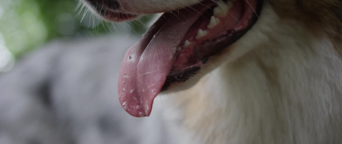 Dog stands outdoors lolling its tongue