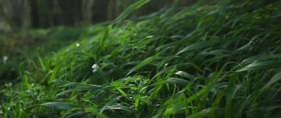 View of grass and leaves in a natural environment with sunlight reflections