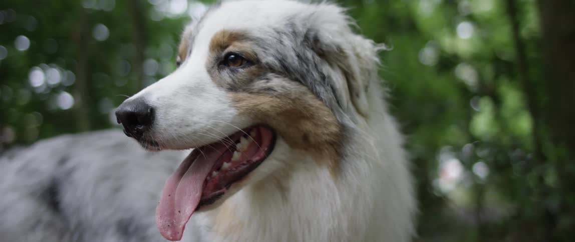 Dog standing outdoors lolls its tongue while looking around