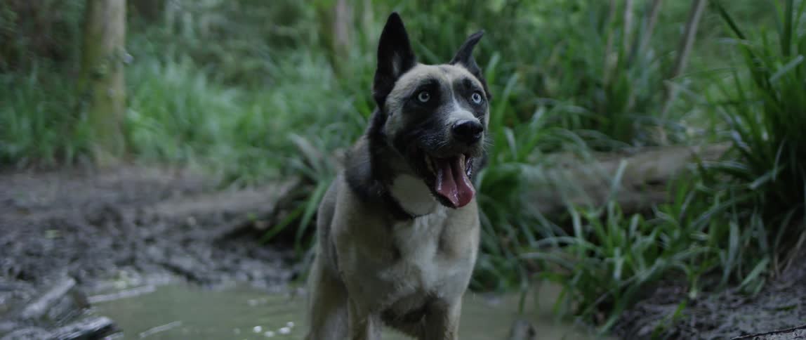 Two dogs in a muddy stream in a rain forest