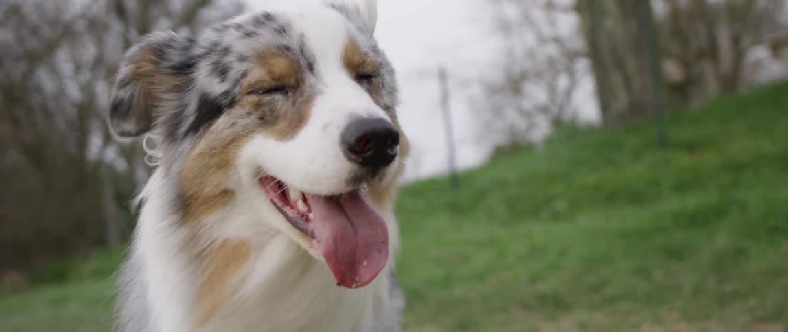 The wind blows as a dog is standing in the yard sticking its tongue out