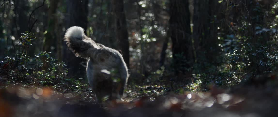 Dog runs through woods over fallen leaves