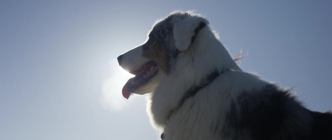 A dog is panting outside