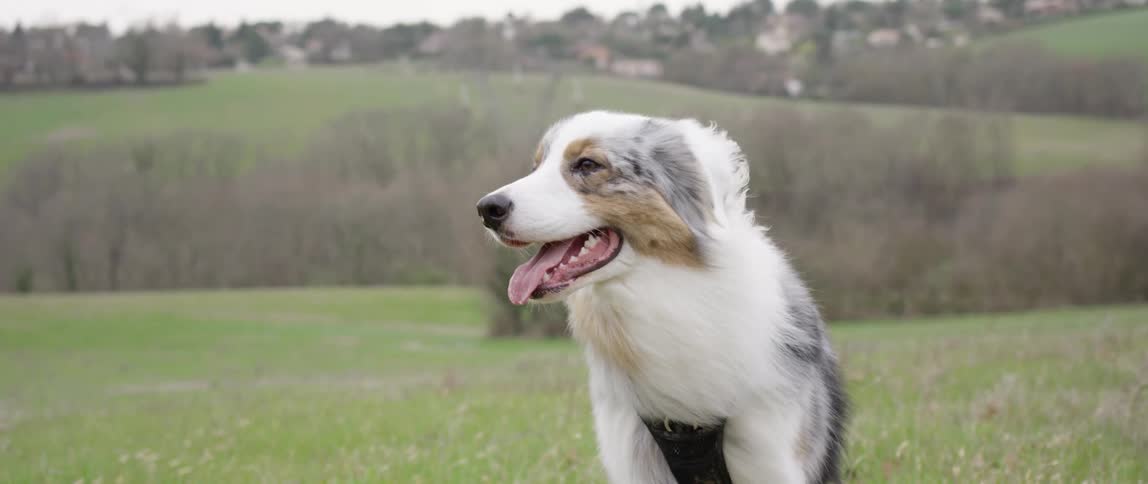 A dog looks around outside on a windy day