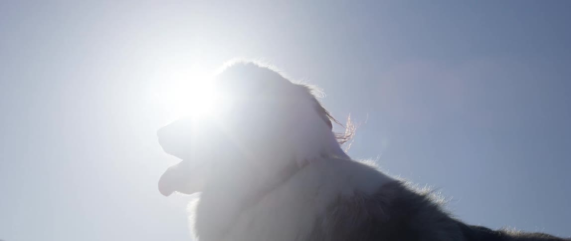 A dog stands still with tongue out at midday