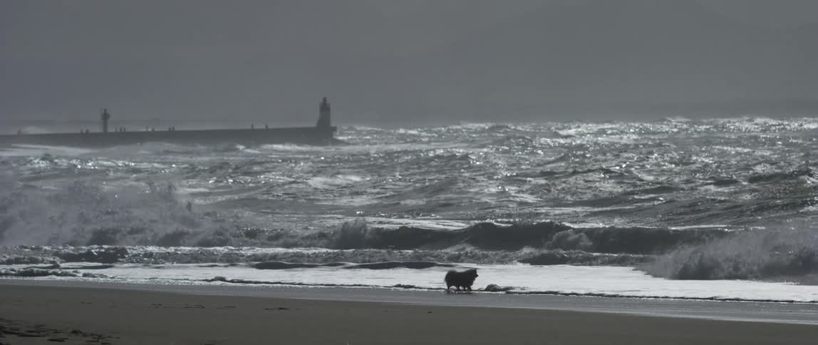 A dog walks on the beach as rough water waves roll into shore