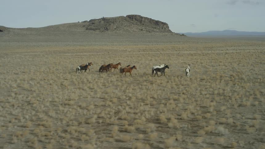 A small group of wild horses running along a desert range