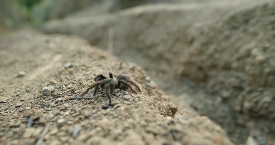 A tarantula walking on the ground outdoors