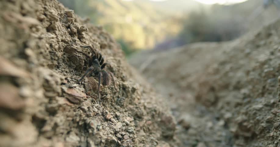 Spider climbs up rocky soil during the day