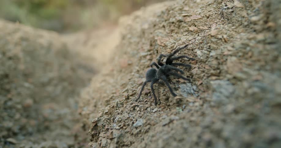 A spider walking on sandy soil in nature