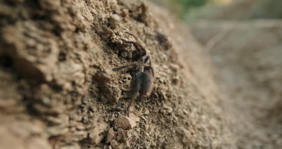 Tarantula crawls up rocky soil outdoors