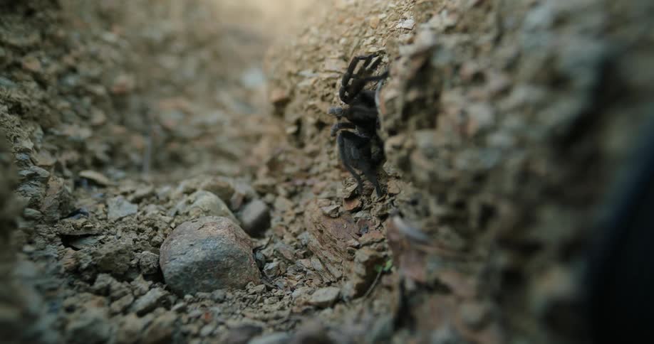 Tarantula spider climbs up rocky terrain