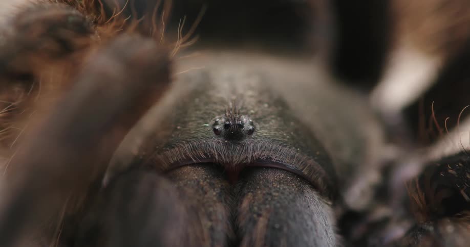 Close up of front of spider containing eyes