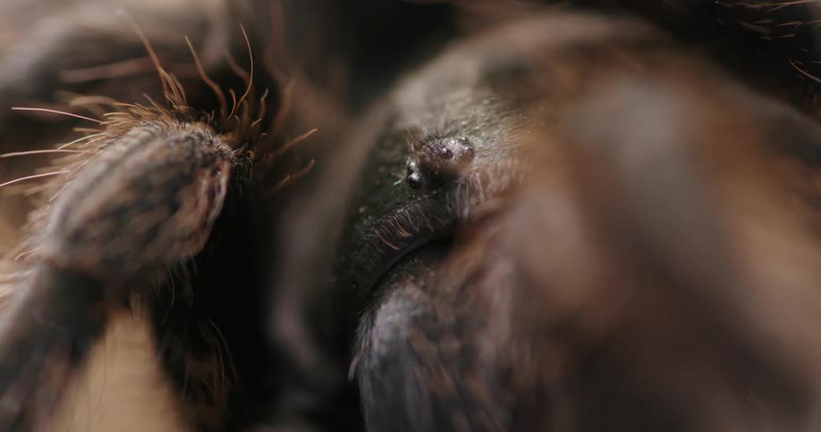 Extreme closeup of a caterpillar