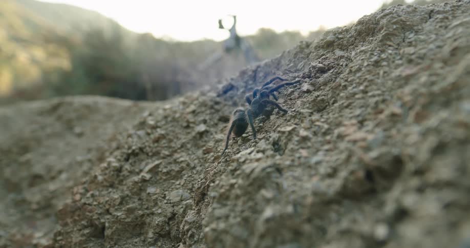 Close up of tarantula climbing a slope