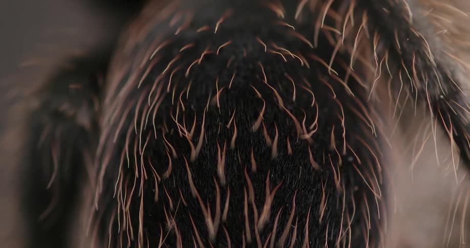 Extreme closeup of a part of a tarantula spider